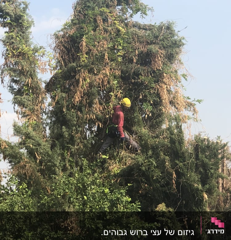 אדם עם קסדה צהובה גוזם עץ גבוה